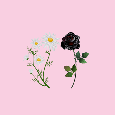 Duo Corps + Pochette Rose Noire et Camomille