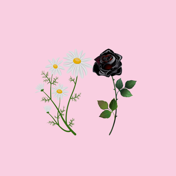Duo Corps + Pochette Rose Noire et Camomille