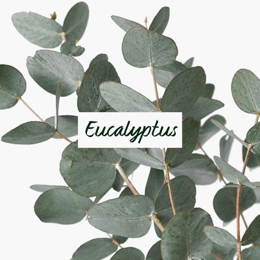 Beurre Corporel  | Eucalyptus