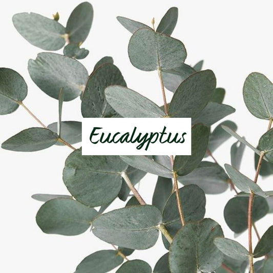 Exfoliant Hydratant Corporel | Eucalyptus